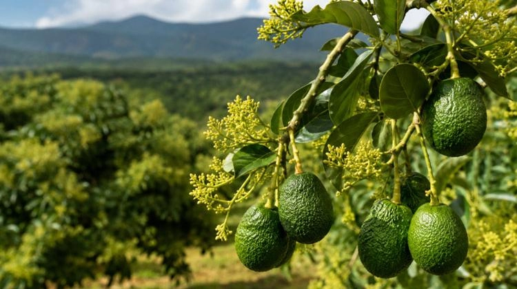 Donedavno je bio pseća hrana, danas je temelj milijunskog biznisa